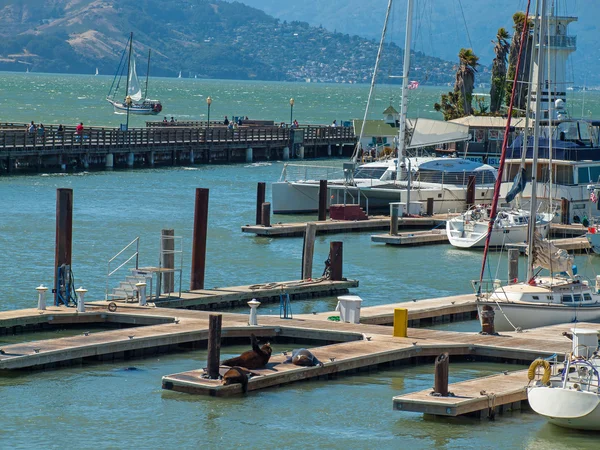 Sea Lions at Pier 39 at San Francisco — Stock Photo, Image