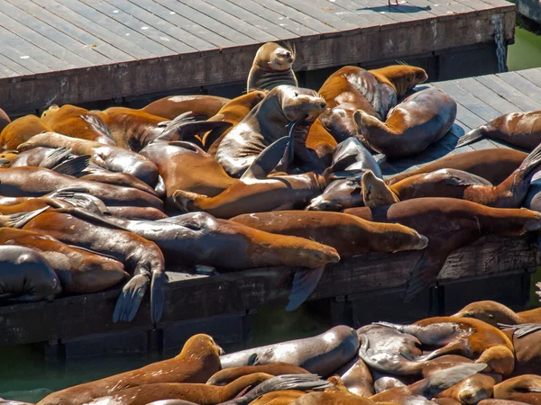 Sea Lions en el muelle 39 en San Francisco — Foto de Stock