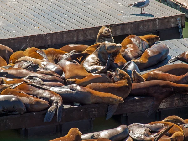 Sea Lions en el muelle 39 en San Francisco — Foto de Stock