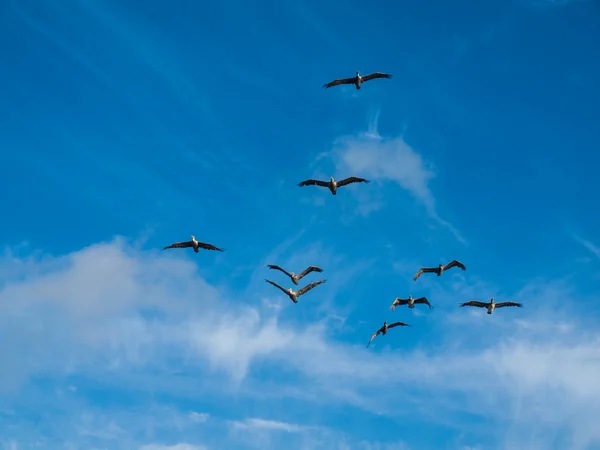 Пелікан на березі океану — стокове фото