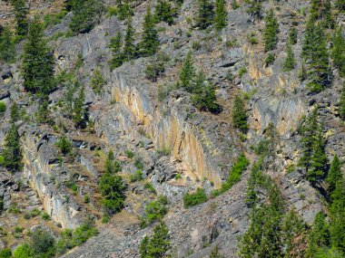 bir yamaca yaprak dökmeyen ağaçlar
