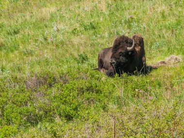 büyük Amerikan bizonu