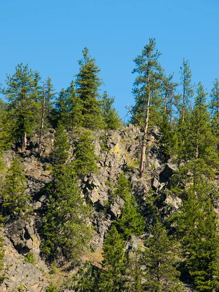 Groenblijvende bomen op een heuvel — Stockfoto