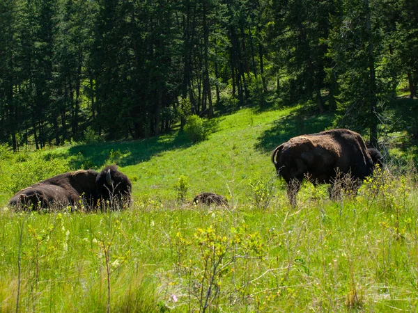 Large American Bison — Stock Photo, Image