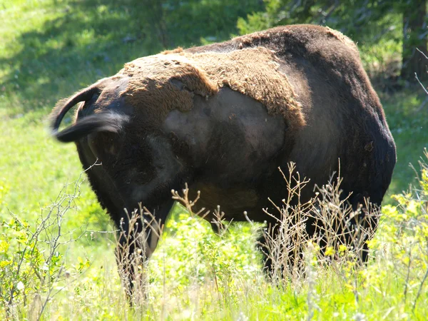 Grand bison d'Amérique — Photo