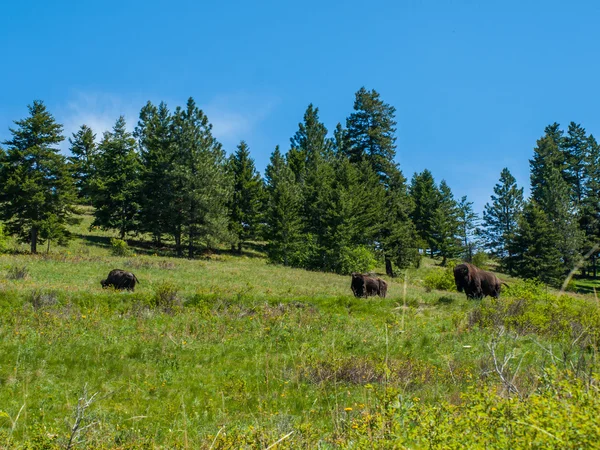 Großer amerikanischer Wisent — Stockfoto