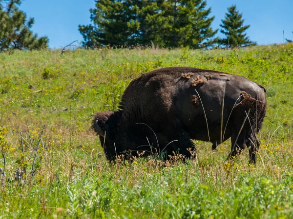 Großer amerikanischer Wisent — Stockfoto