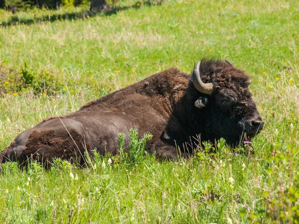 Bisonte americano grande —  Fotos de Stock