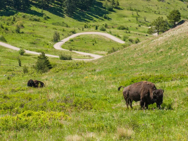 Großer amerikanischer Wisent — Stockfoto