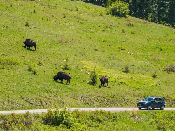ใหญ่ อเมริกัน bison — ภาพถ่ายสต็อก