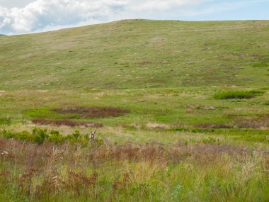 bir alandaki antilop