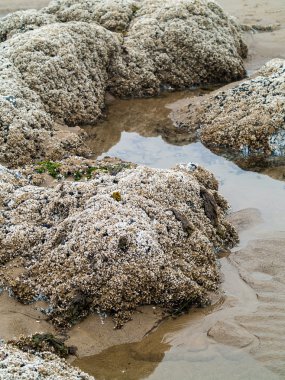 Dalgalar çökmesini kayalık bir sahilde