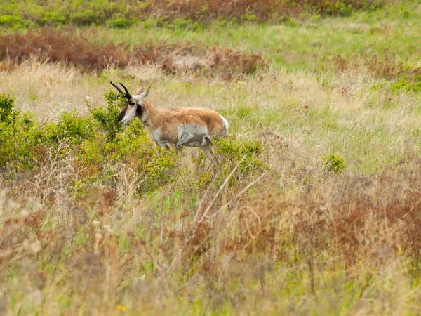 Antelope in un campo — Foto Stock