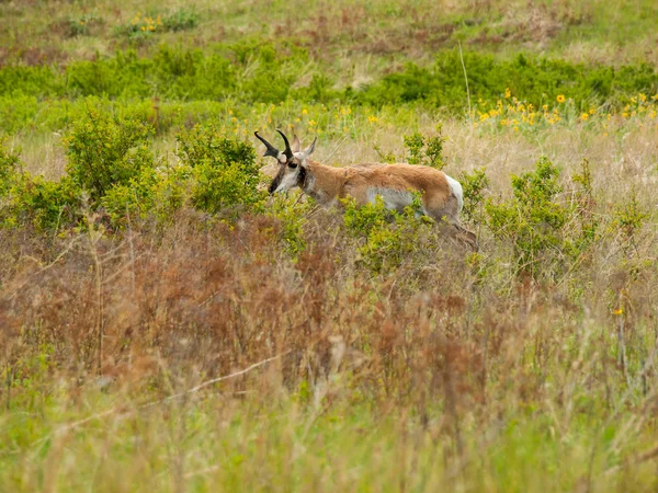 Antilopy v poli — Stock fotografie