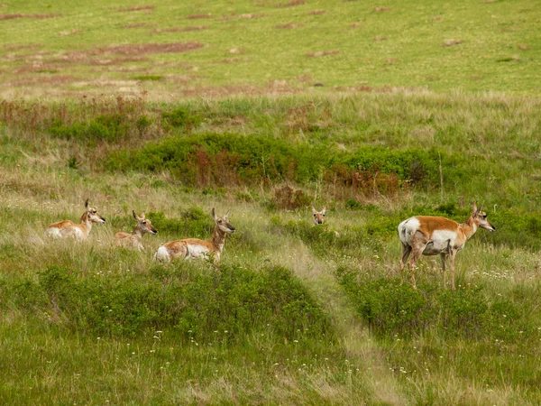 Antilope auf einem Feld — Stockfoto