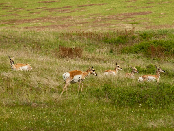 Antilope auf einem Feld — Stockfoto