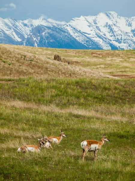 Bir alandaki antilop — Stok fotoğraf