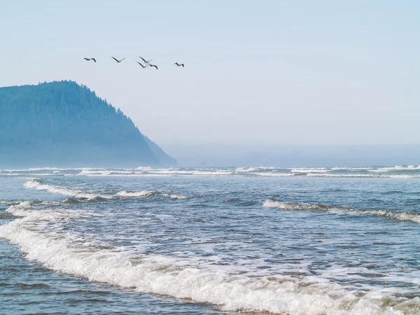 Oiseaux de mer sur la plage — Photo