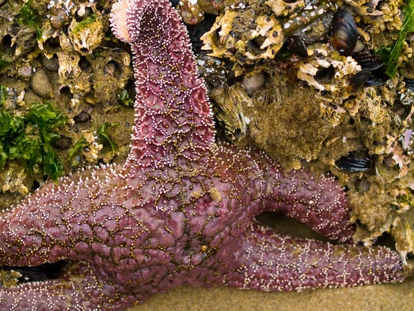 Stella marina attaccata alle rocce — Foto Stock