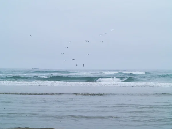 Uccelli marini sulla spiaggia — Foto Stock