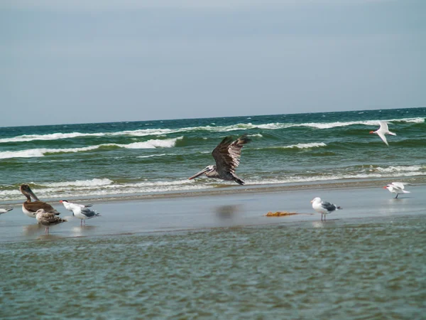 Uccelli marini sulla spiaggia — Foto Stock