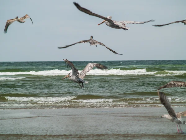 Uccelli marini sulla spiaggia — Foto Stock