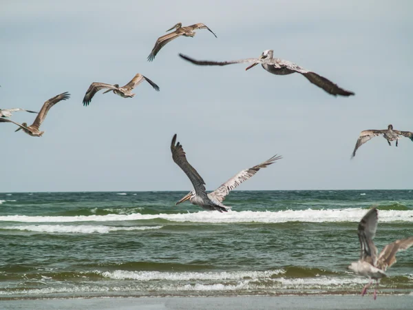 Seabirds on the Beach — Stock Photo, Image