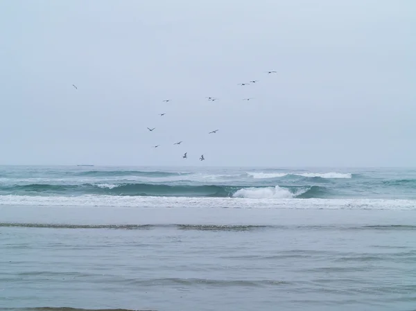 Aves marinhas na praia Fotos De Bancos De Imagens Sem Royalties