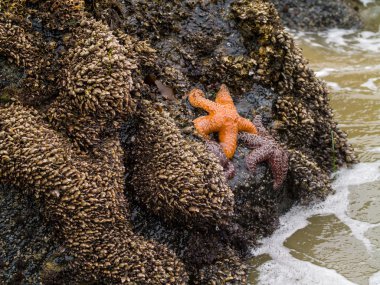Starfish and the Tide clipart