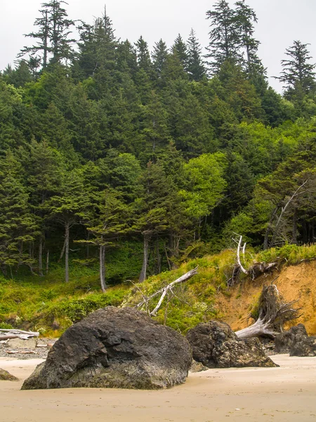 Bomen op het strand — Stockfoto