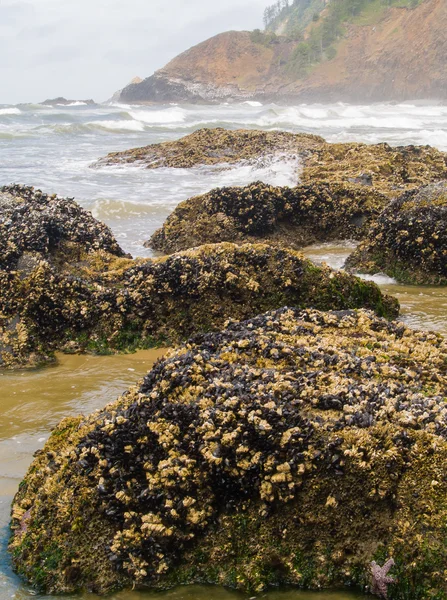 파도 바위에 충돌 — 스톡 사진