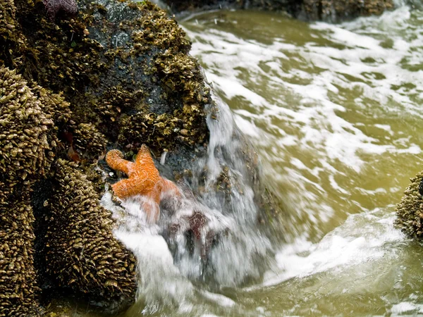 Sjöstjärnor och tidvattnet — Stockfoto