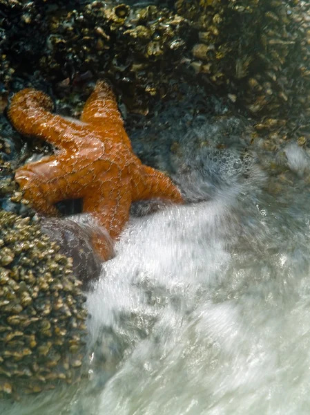 Starfish and the Tide — Stock Photo, Image