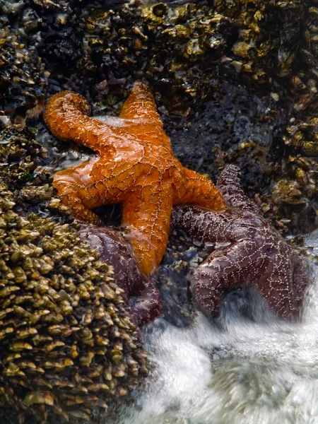 Le stelle marine e la marea — Foto Stock