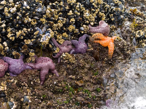 Starfish e a maré — Fotografia de Stock