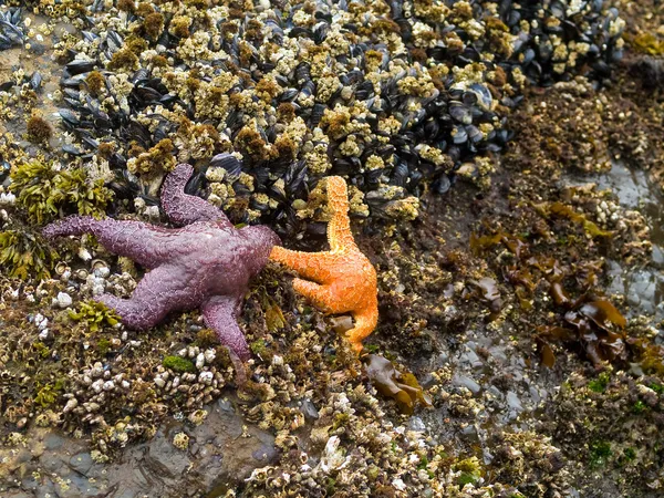 Le stelle marine e la marea — Foto Stock