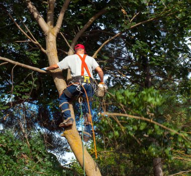 Ağaç kesme arborist