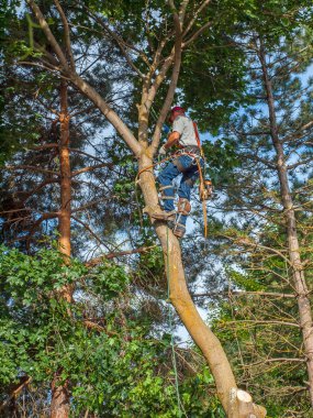 Ağaç kesme arborist