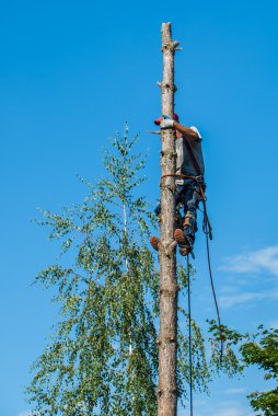 Ağaç kesme arborist