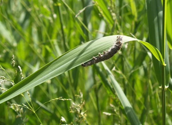 Una oruga rayada en un campo cubierto de hierba — Foto de Stock