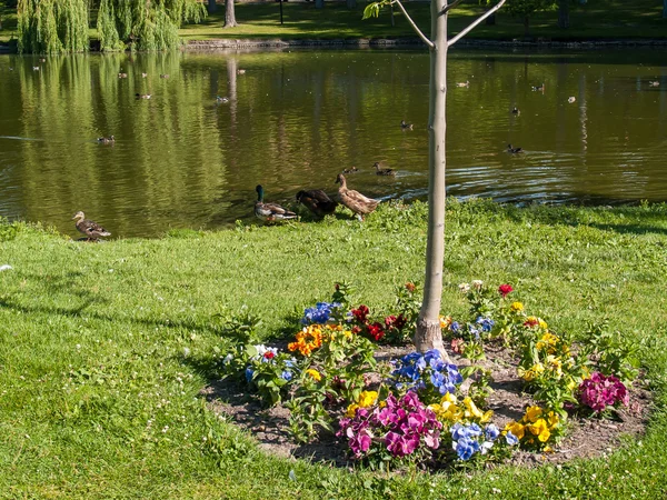Flores y árboles en Park — Foto de Stock
