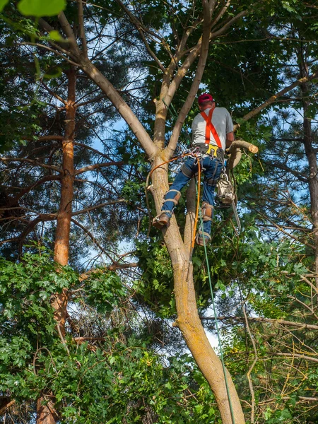 Arborist trimma ner ett träd — Stockfoto