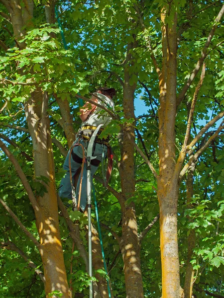 Arborist Trimming Down a Tree — Stock Photo, Image