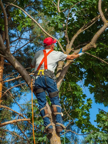 Arborista aparando uma árvore — Fotografia de Stock