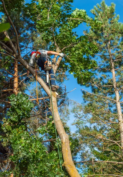 Arborista aparando uma árvore — Fotografia de Stock