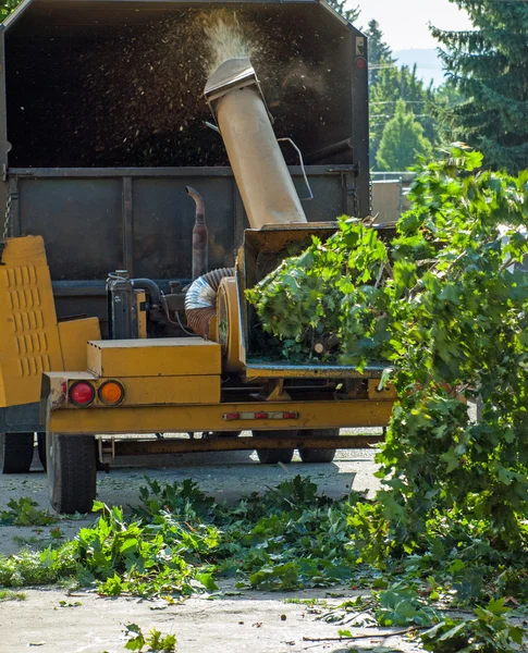 Trä chiiper — Stockfoto