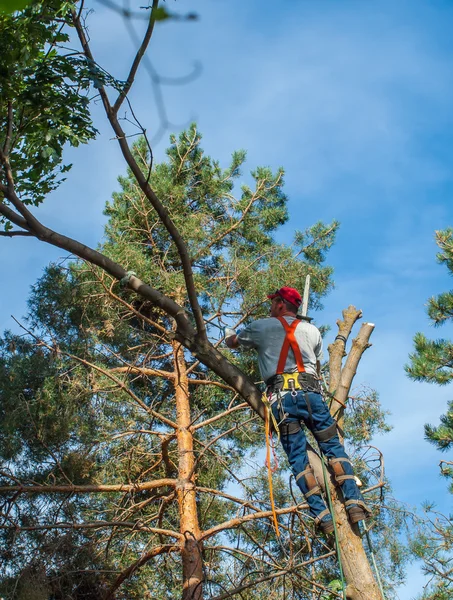 Arborist przycinanie w drzewo — Zdjęcie stockowe