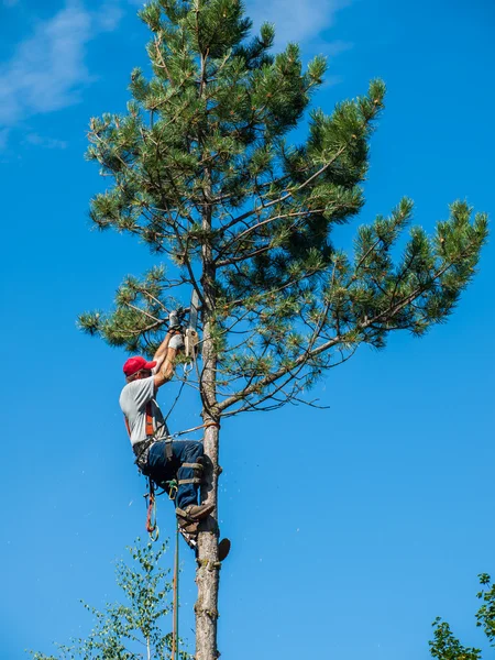 Arborista aparando uma árvore — Fotografia de Stock