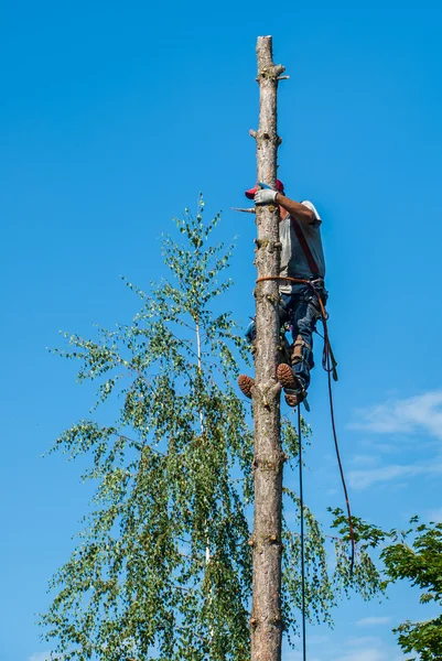 Arborista aparando uma árvore — Fotografia de Stock