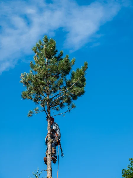 Baumpfleger schneidet Baum um — Stockfoto